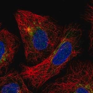 Merck Anti-SLC35F3 antibody produced in rabbit