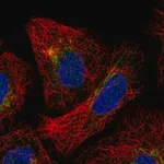 Merck Anti-SLC35F3 antibody produced in rabbit