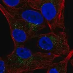 Merck Anti-SLAMF7 antibody produced in rabbit