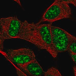 Merck Anti-FAM227B antibody produced in rabbit