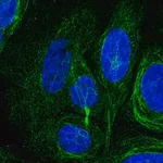 Merck Anti-KIAA1211L antibody produced in rabbit