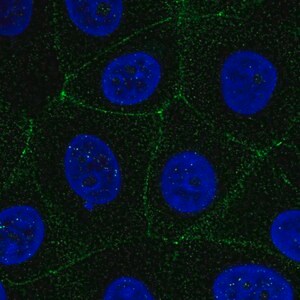 Merck Anti-MARVELD2 antibody produced in rabbit