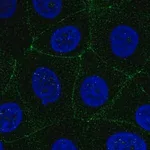 Merck Anti-MARVELD2 antibody produced in rabbit