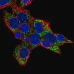 Merck Anti-COQ8A antibody produced in rabbit