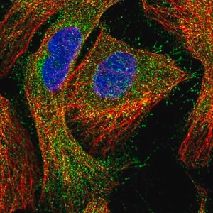 Merck Anti-CCDC24 antibody produced in rabbit