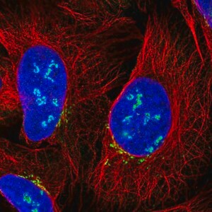 Merck Anti-C12orf43 antibody produced in rabbit