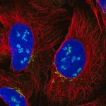 Merck Anti-C12orf43 antibody produced in rabbit