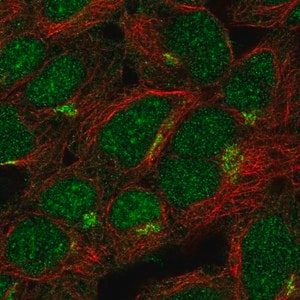 Merck Anti-ASB13 antibody produced in rabbit