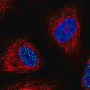 Merck Anti-WDR90 antibody produced in rabbit