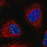 Merck Anti-WDR90 antibody produced in rabbit