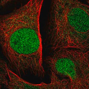 Merck Anti-SPRED1 antibody produced in rabbit