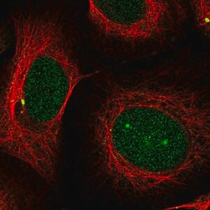 Merck Anti-PSMB5 antibody produced in rabbit