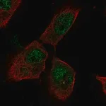 Merck Anti-PTTG1IP antibody produced in rabbit