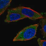 Merck Anti-RNF123 antibody produced in rabbit