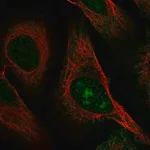 Merck Anti-C8orf59 antibody produced in rabbit