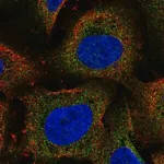 Merck Anti-ARHGEF18 antibody produced in rabbit