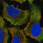 Merck Anti-COQ7 antibody produced in rabbit