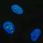 Merck Anti-MCM10 antibody produced in rabbit