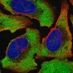 Merck Anti-ATXN2L antibody produced in rabbit