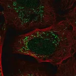 Merck Anti-PIK3R3 antibody produced in rabbit