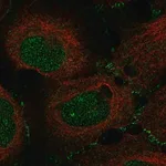 Merck Anti-MAP3K12 antibody produced in rabbit