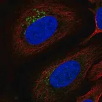Merck Anti-ITM2B antibody produced in rabbit