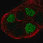 Merck Anti-GPR161 antibody produced in rabbit