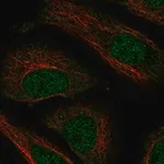 Merck Anti-NXT2 antibody produced in rabbit