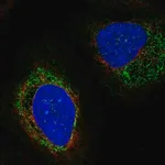 Merck Anti-PTPN5 antibody produced in rabbit