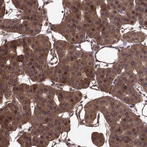 Merck Anti-FBXW11 antibody produced in rabbit