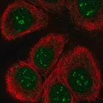 Merck Anti-TAF1C antibody produced in rabbit