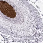 Merck Anti-KRT34 antibody produced in rabbit