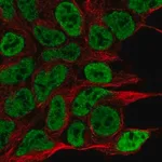 Merck Anti-NPAS1 antibody produced in rabbit
