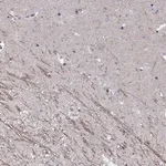 Merck Anti-SNTG1 antibody produced in rabbit