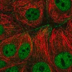 Merck Anti-CFAP206 antibody produced in rabbit