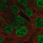 Merck Anti-PLAG1 antibody produced in rabbit