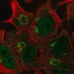 Merck Anti-PLEKHA8 antibody produced in rabbit