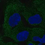 Merck Anti-PAIP2B antibody produced in rabbit