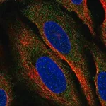 Merck Anti-CLEC2A antibody produced in rabbit