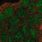 Merck Anti-SHC3 antibody produced in rabbit