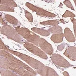 Merck Anti-NMRK2 antibody produced in rabbit