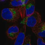 Merck Anti-DIRC2 antibody produced in rabbit