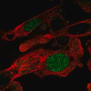 Merck Anti-ZNF696 antibody produced in rabbit