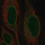 Merck Anti-NRM antibody produced in rabbit