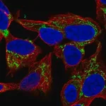 Merck Anti-NME4 antibody produced in rabbit
