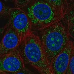 Merck Anti-PDK3 antibody produced in rabbit