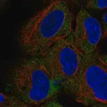Merck Anti-CD1D antibody produced in rabbit