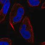 Merck Anti-MAP1LC3C antibody produced in rabbit