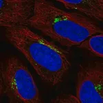 Merck Anti-KIAA0319L antibody produced in rabbit
