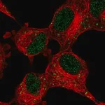 Merck Anti-CDK5R1 antibody produced in rabbit